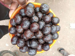 Image of black plum