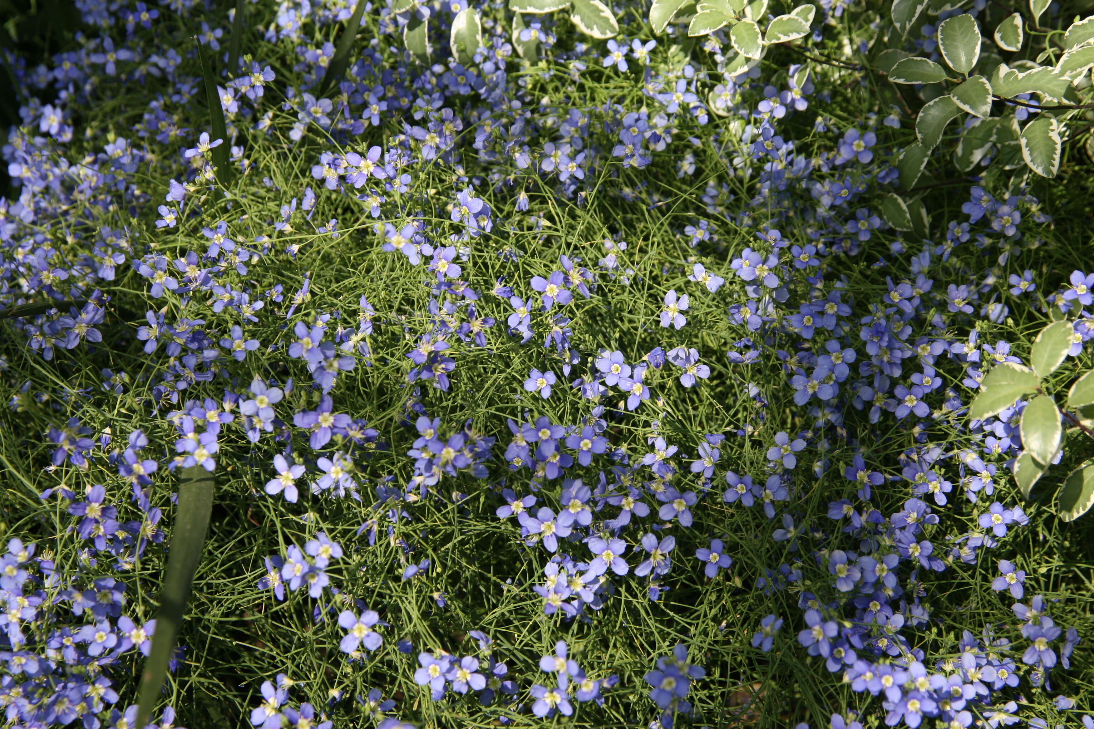 Image of Heliophila coronopifolia L.