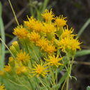 Image of <i>Isocoma drummondii</i>