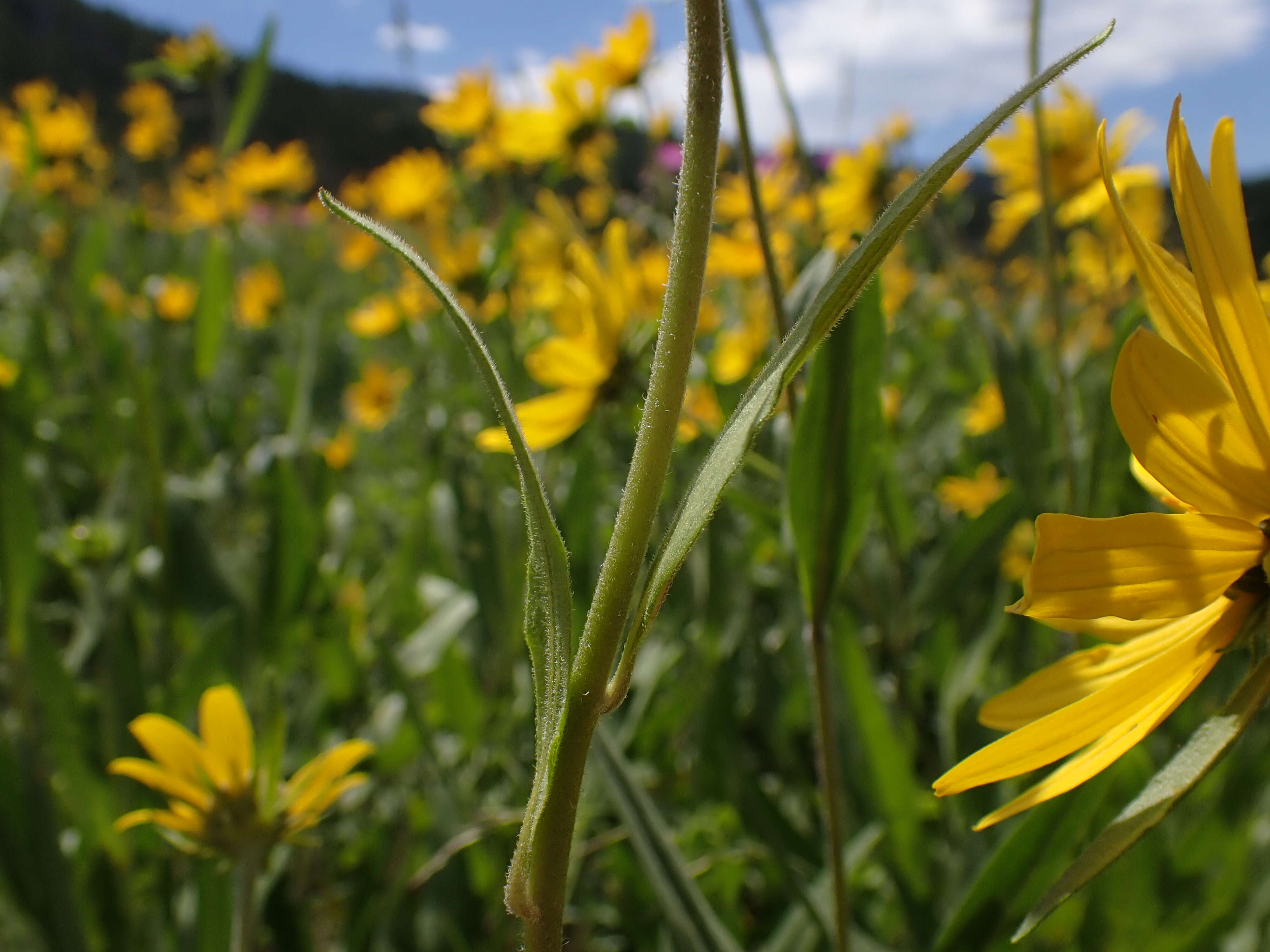 Sivun Helianthella uniflora (Nutt.) Torr. & A. Gray kuva