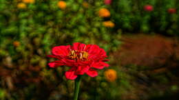 Imagem de Zinnia elegans Jacq.