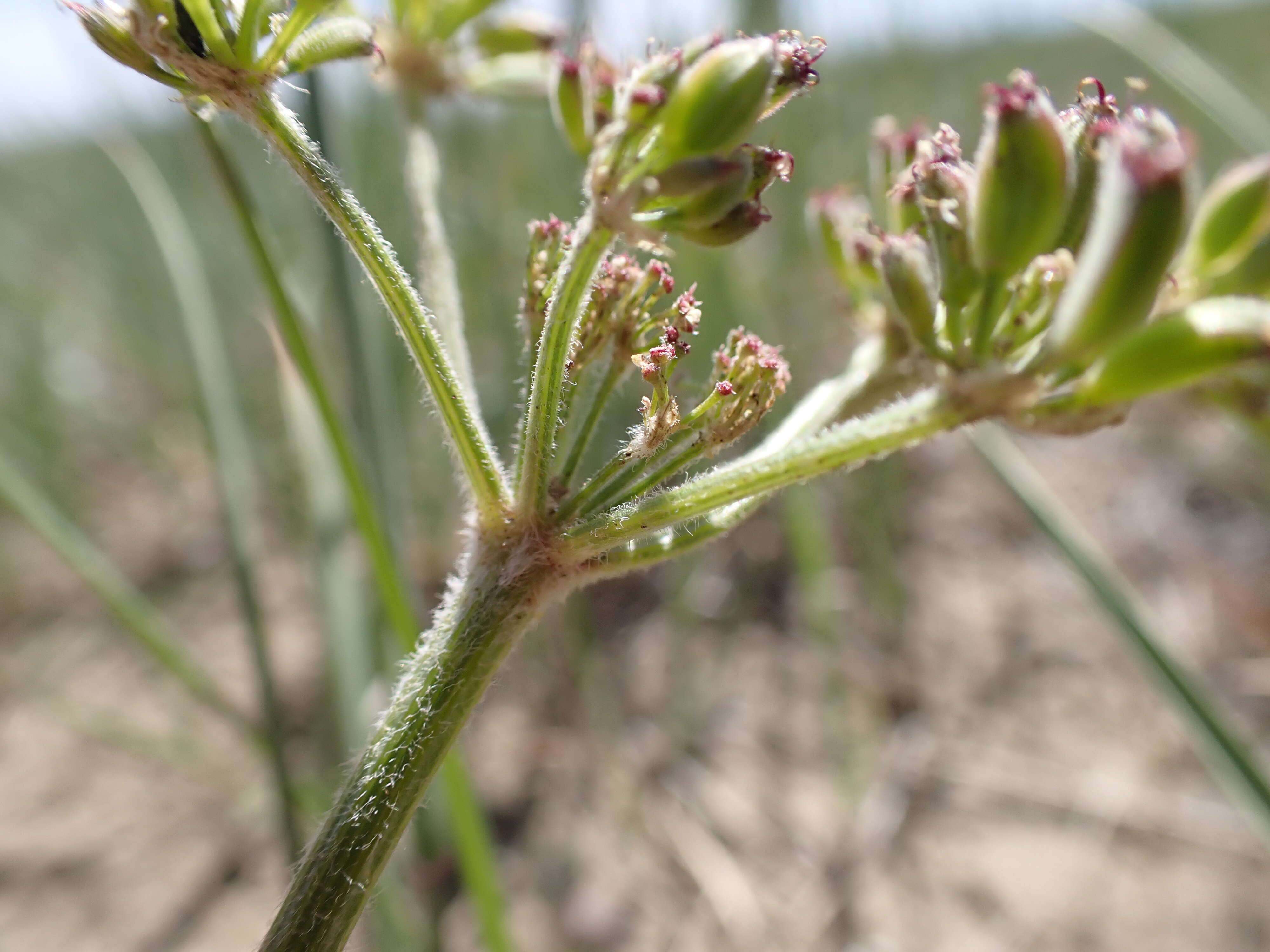 Image of desert biscuitroot