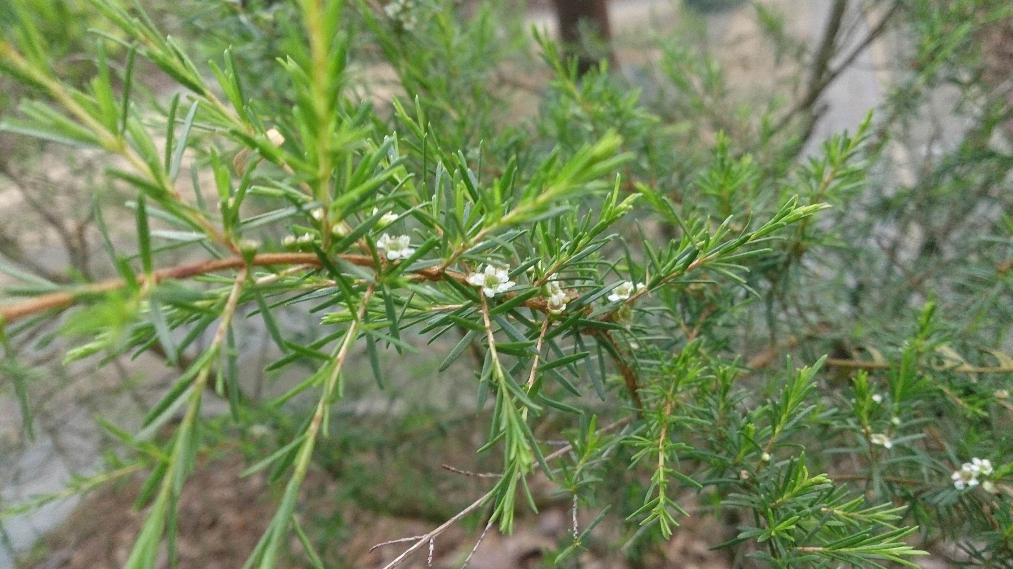 Слика од Baeckea frutescens L.