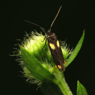 Image of <i>Scythris sinensis</i> Felder
