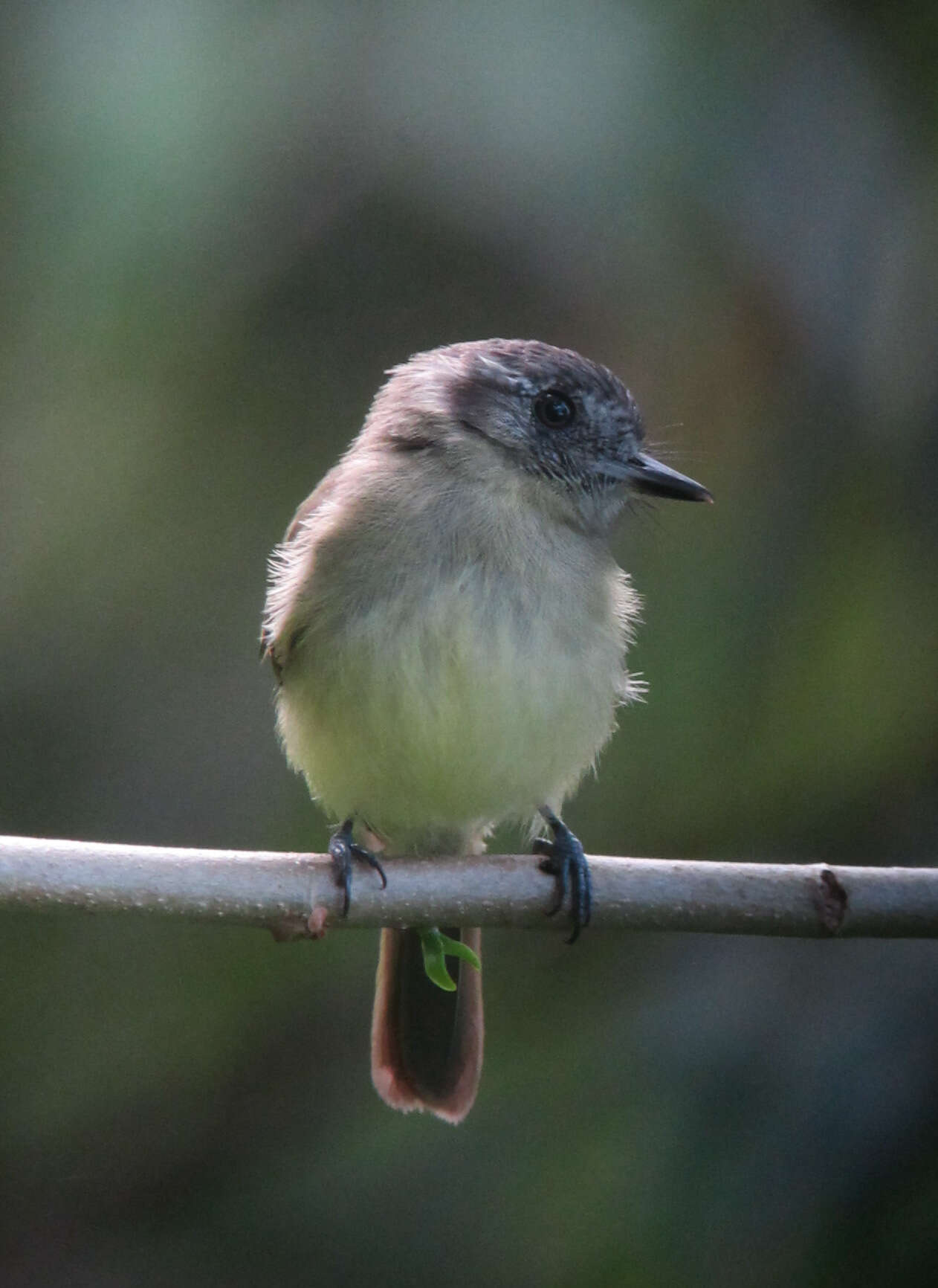 Image of Slaty-capped Flycatcher