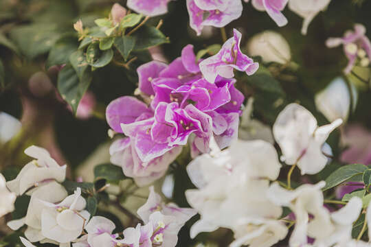 Слика од Bougainvillea