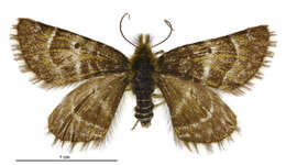 Image of Dasyuris pluviata Hudson 1928