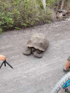 Image of Sierra Negra giant tortoise