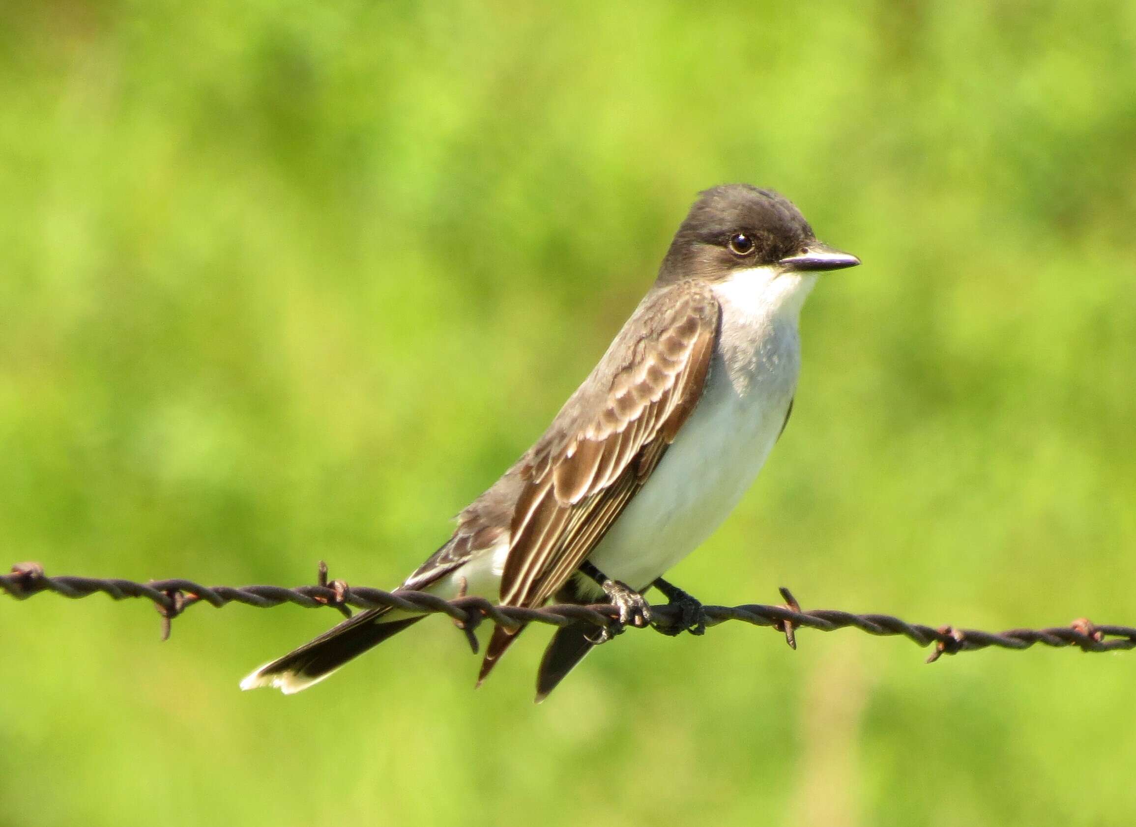 Image of Eastern Kingbird