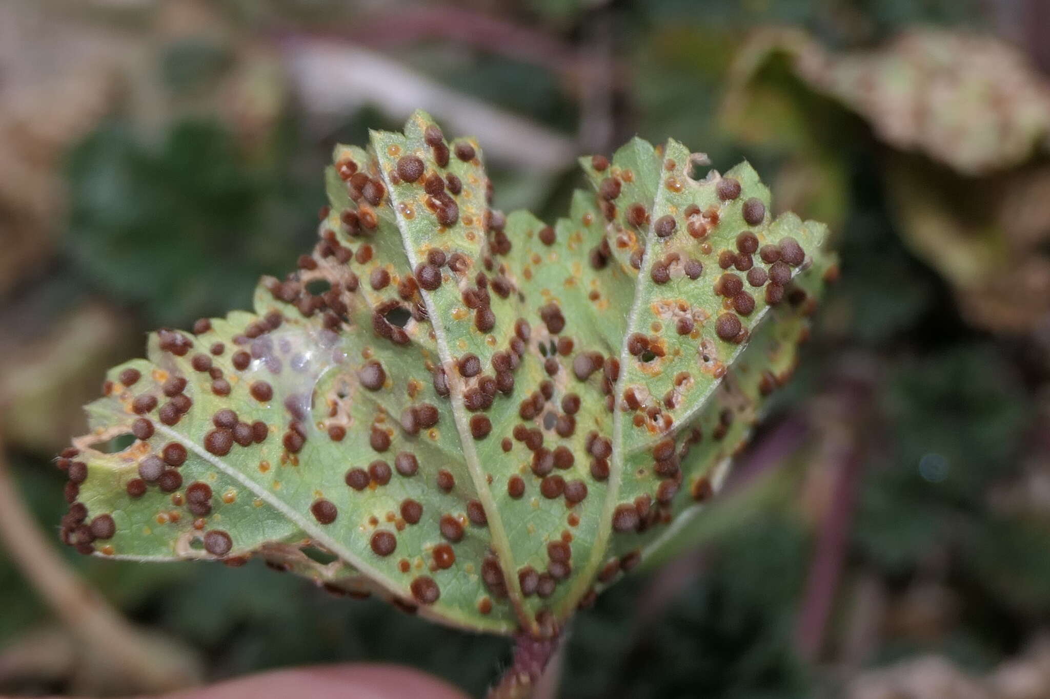 Image of Puccinia malvacearum Bertero ex Mont. 1852