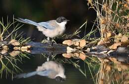 Image of Iberian Magpie