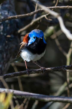 Image of Variegated Fairy-wren