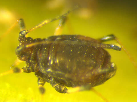 Image of Banana aphid