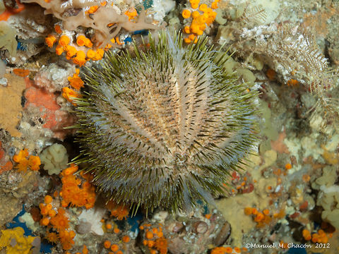 Image of <i>Echinus melo</i> Lamarck 1816