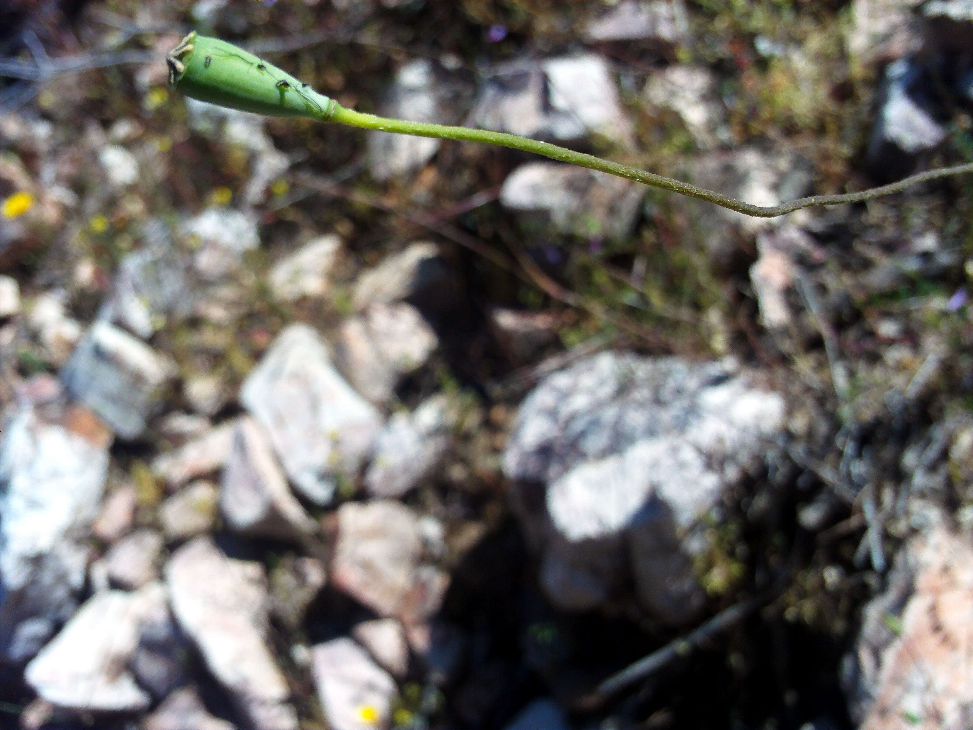 Image of Mediterranean Poppy