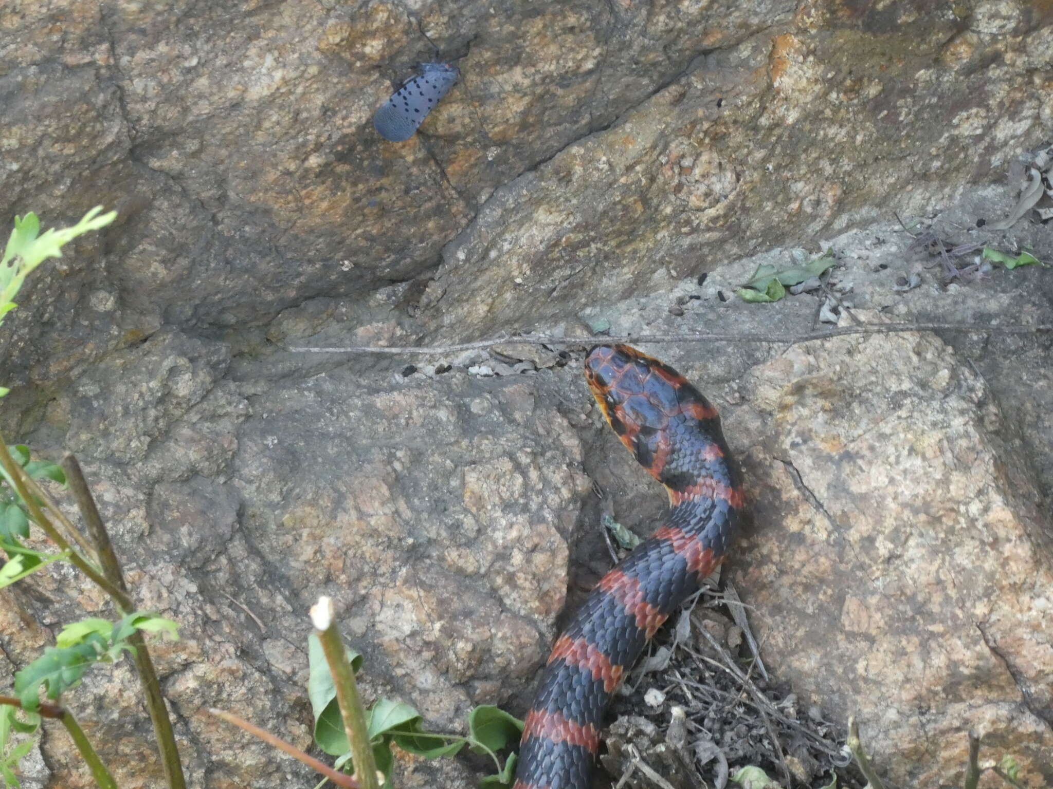 Image of Red-banded Snake