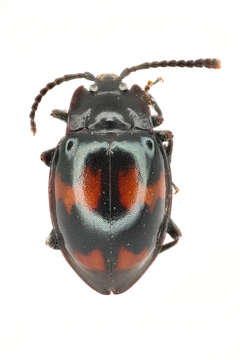 Image of handsome fungus beetles