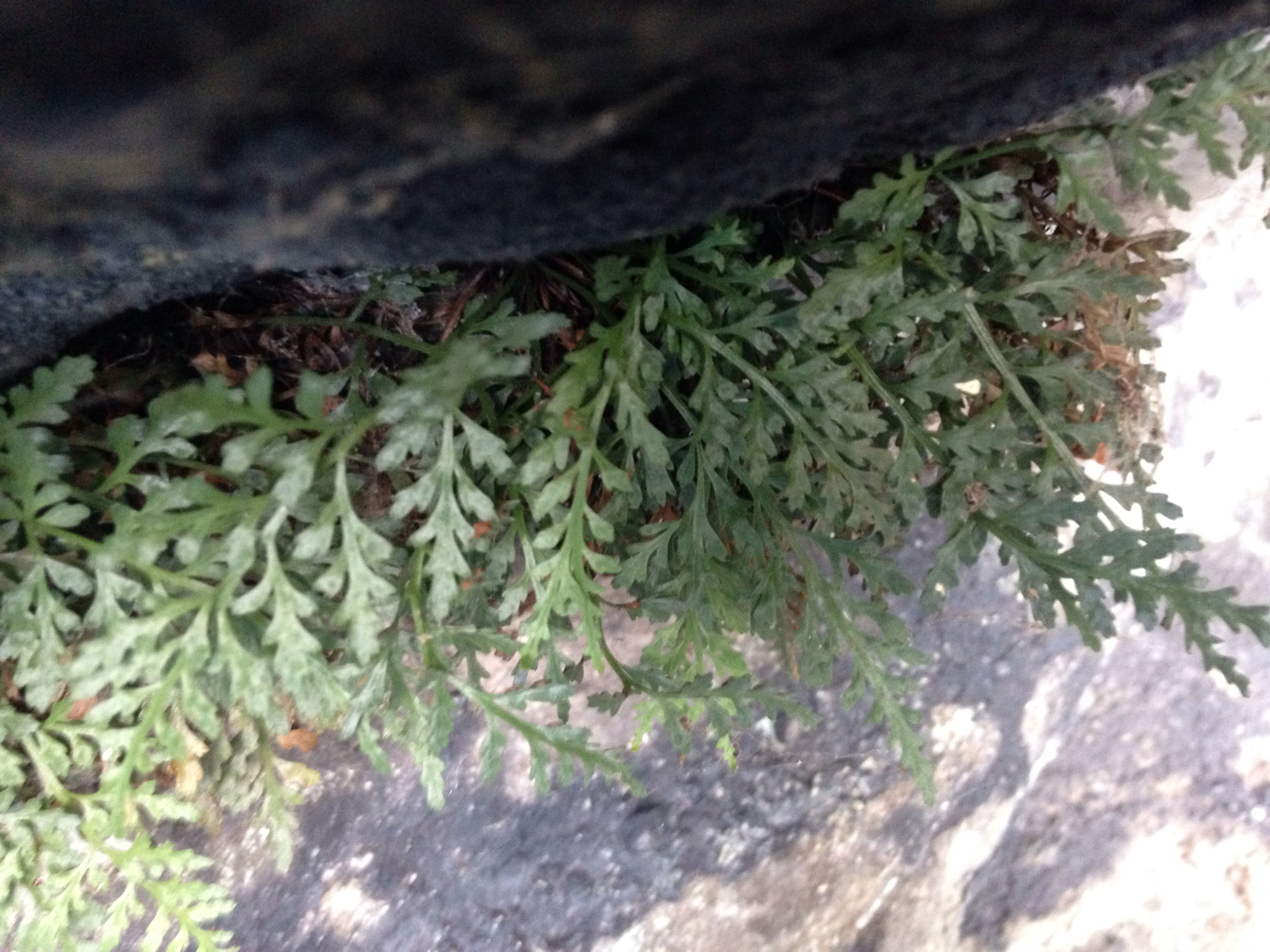 Image of <i>Asplenium montanum</i>
