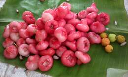 Image of Java rose apple