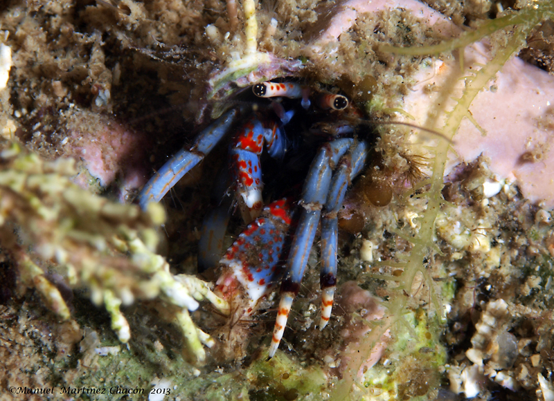 Image of hermit crab