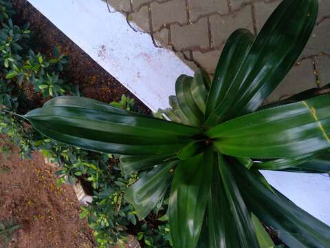 Image of fragrant dracaena