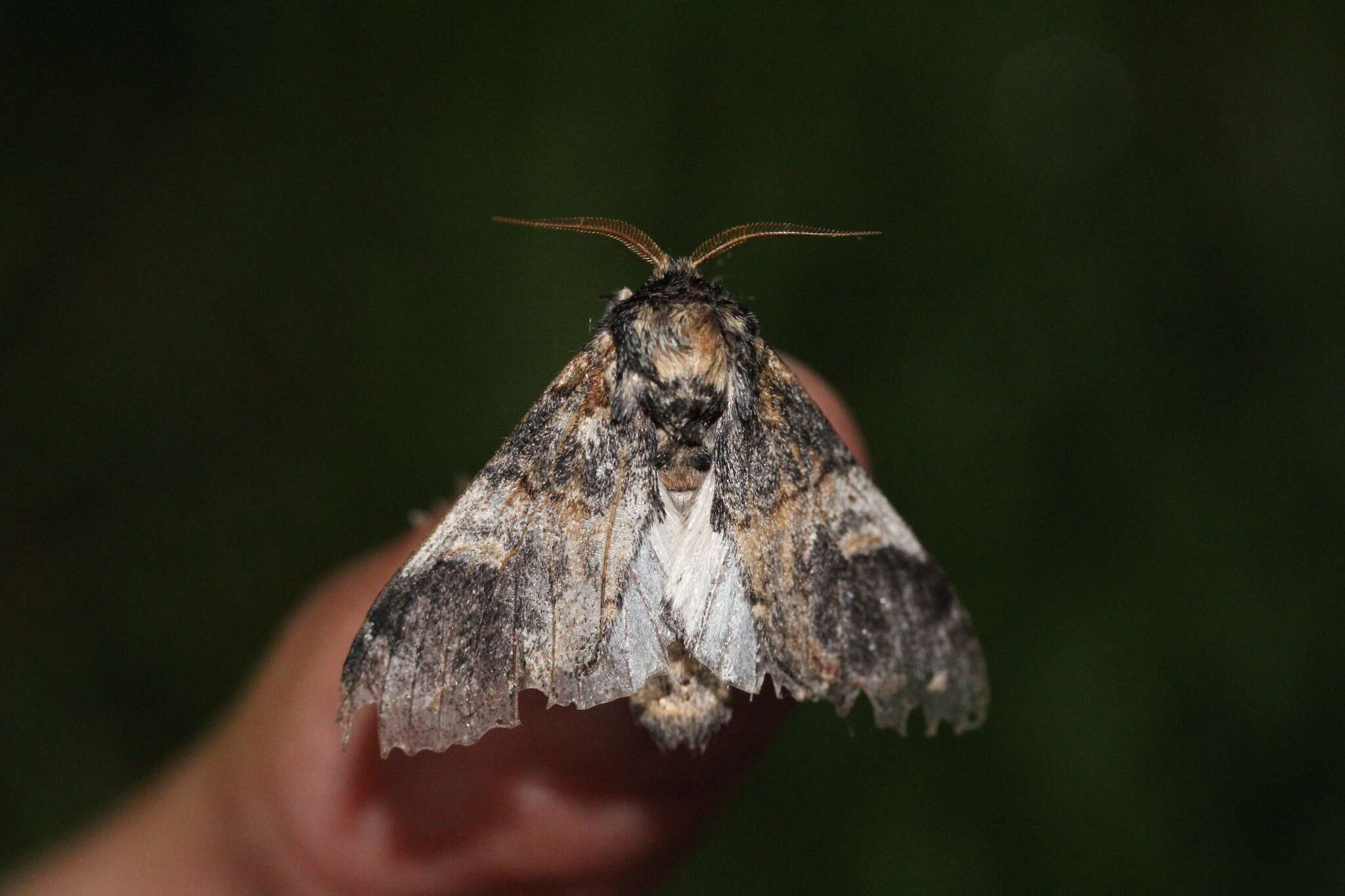 Notodonta tritophus resmi