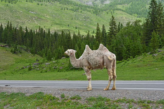 Image of Bactrian camel