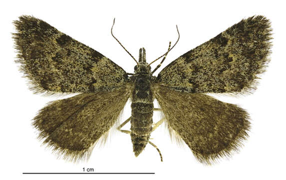 Plancia ëd Dichromodes cynica Meyrick 1911