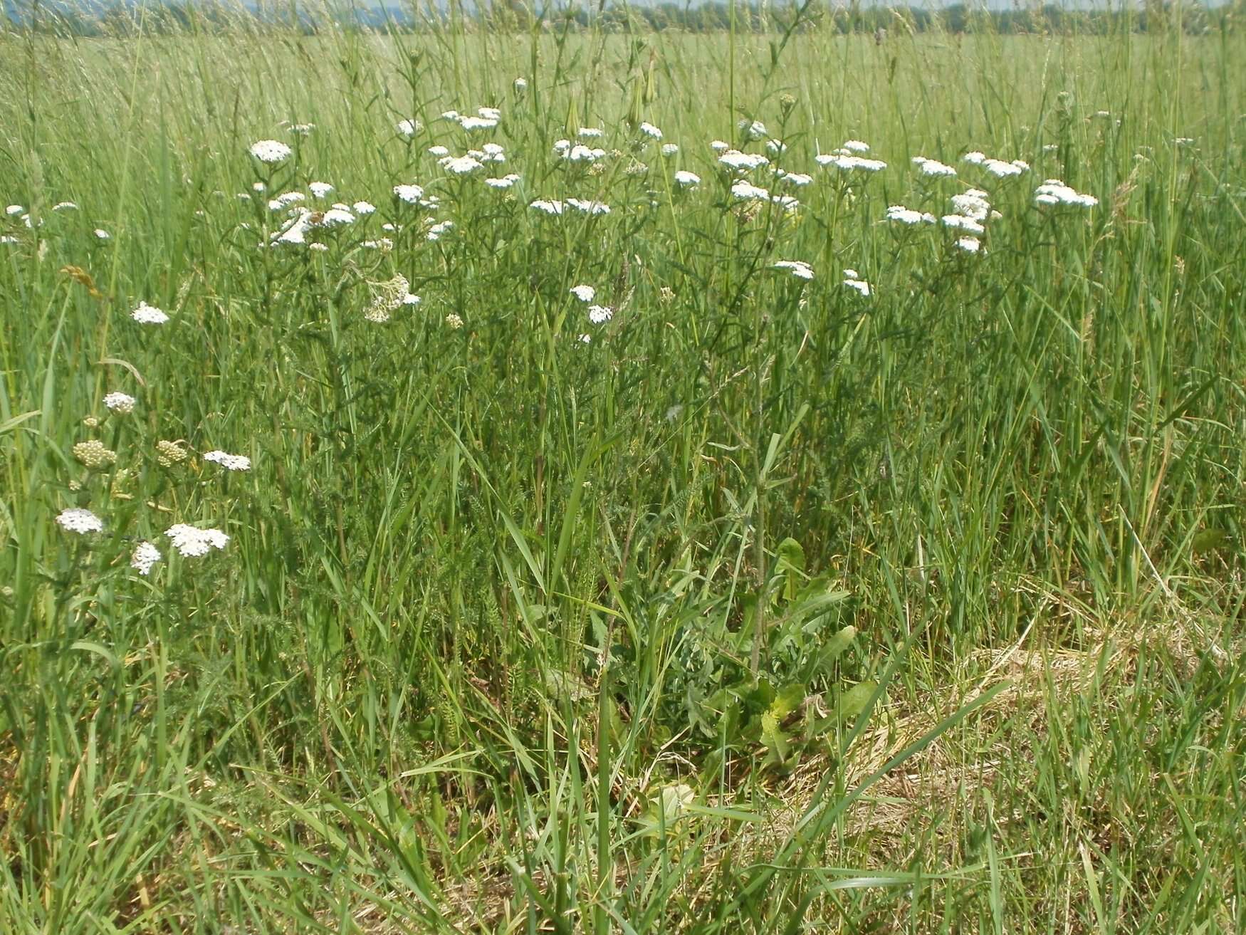 Image of Achillea collina J. Becker ex Rchb.