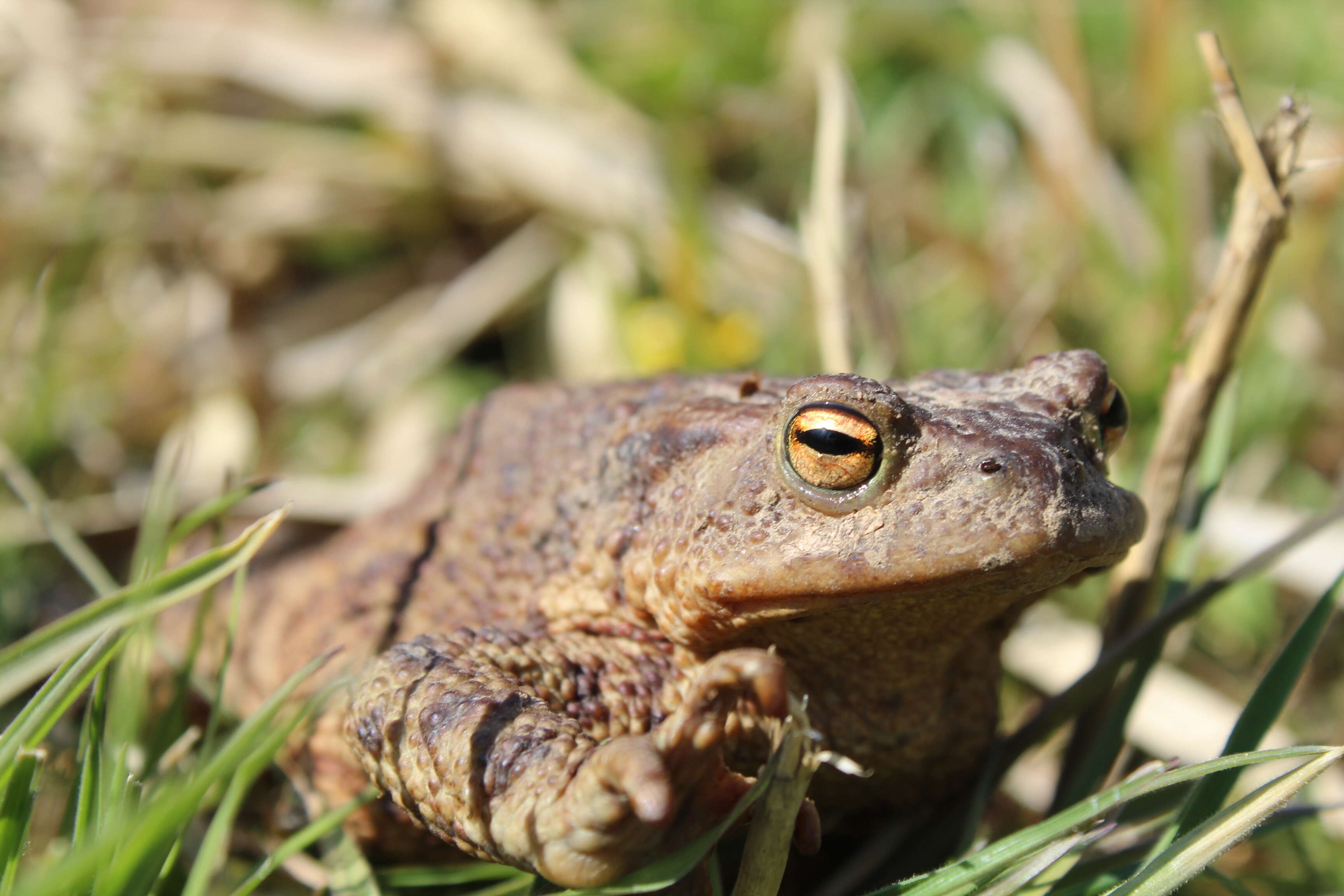 Image of Common Toad