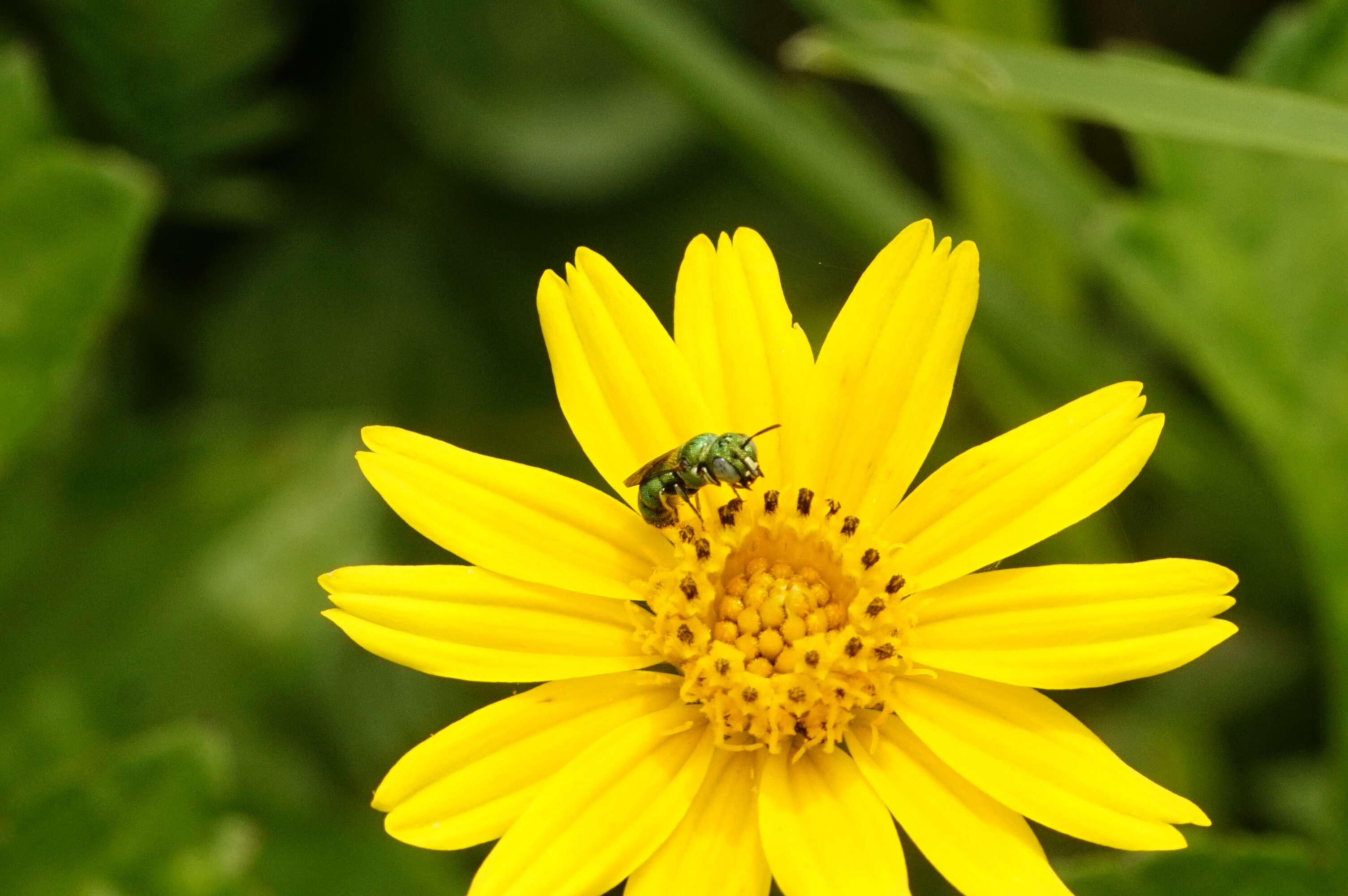 Image of orchid bee