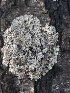 Image of Hammered shield lichen