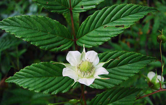 Image of Rubus fraxinifolius Poir.