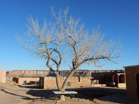 Image of eastern cottonwood