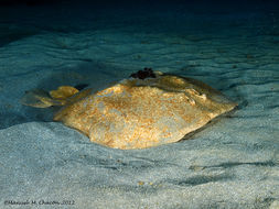 Image of Marbled Electric Ray
