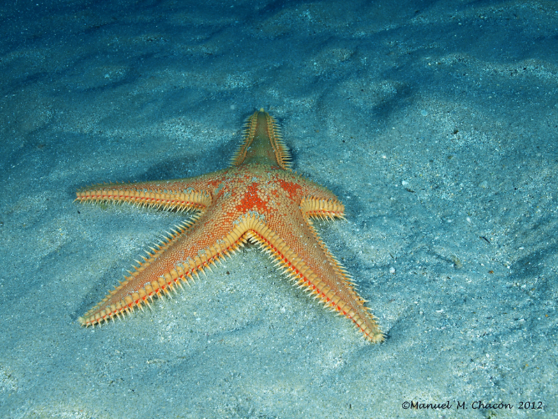 astropecten aurantiacus