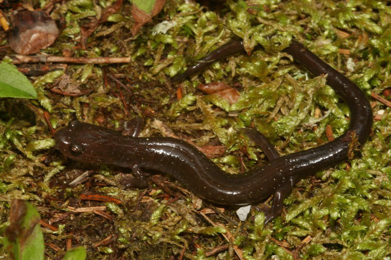 Image of Cheat Mountain salamander
