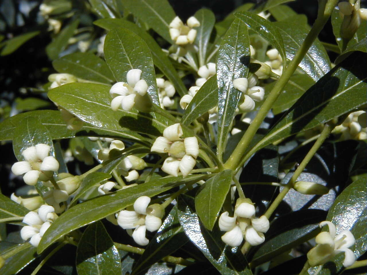 Image of Pittosporum heterophyllum Franch.