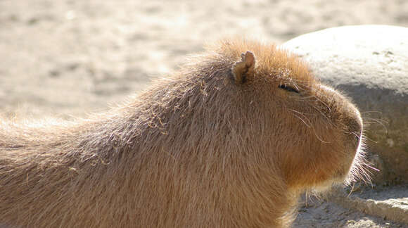 Image of Capybaras