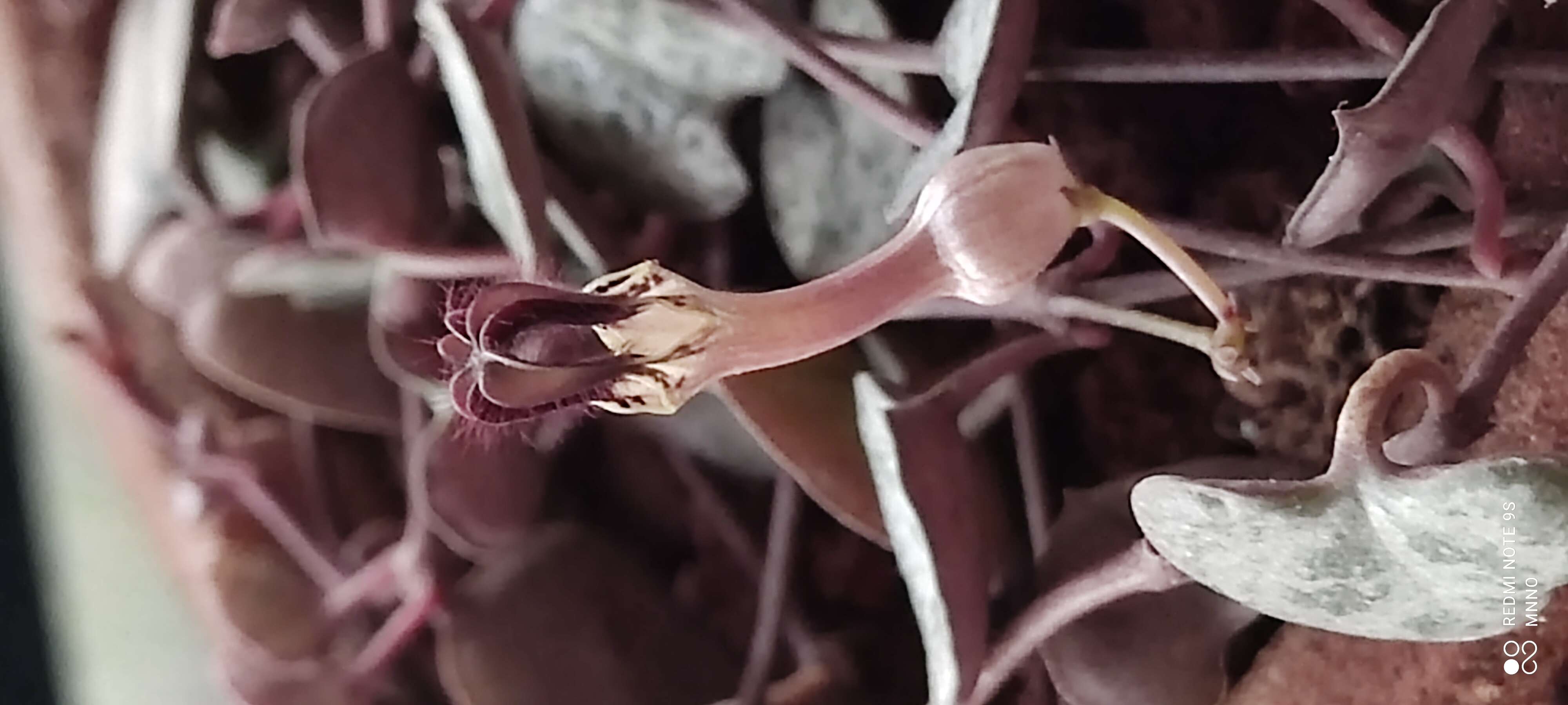 Imagem de Ceropegia collaricorona Werderm.