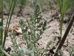 Image of desert biscuitroot