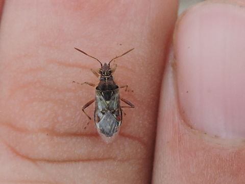 18.https www inaturalist org photos 2591830.580x360