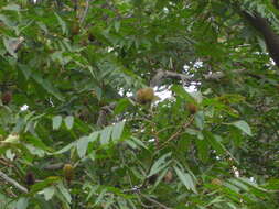 Image of Platycarya