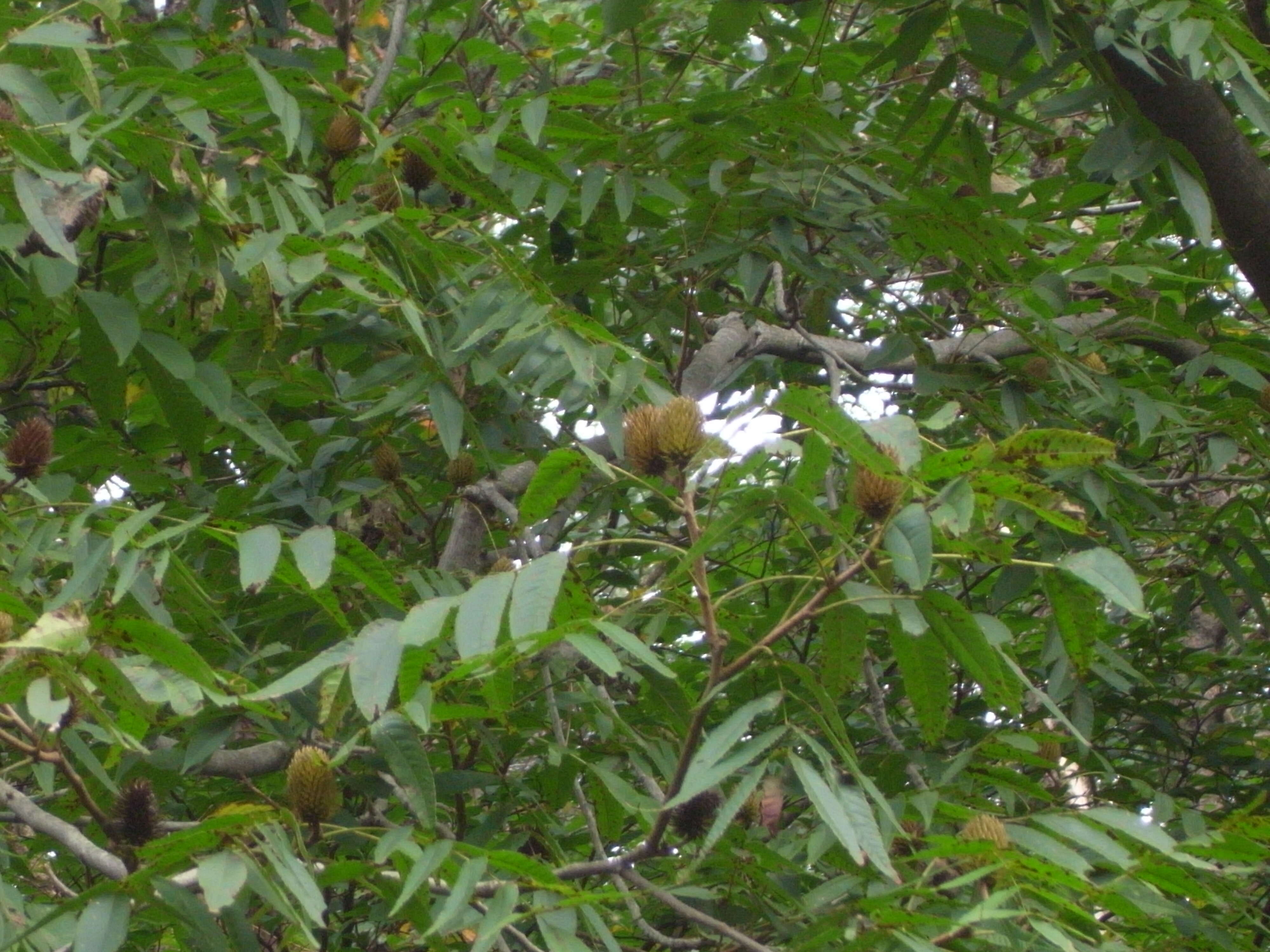 Image of Platycarya