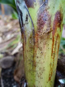 Image of Banana aphid