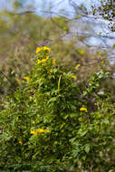 Image of Yellow bells