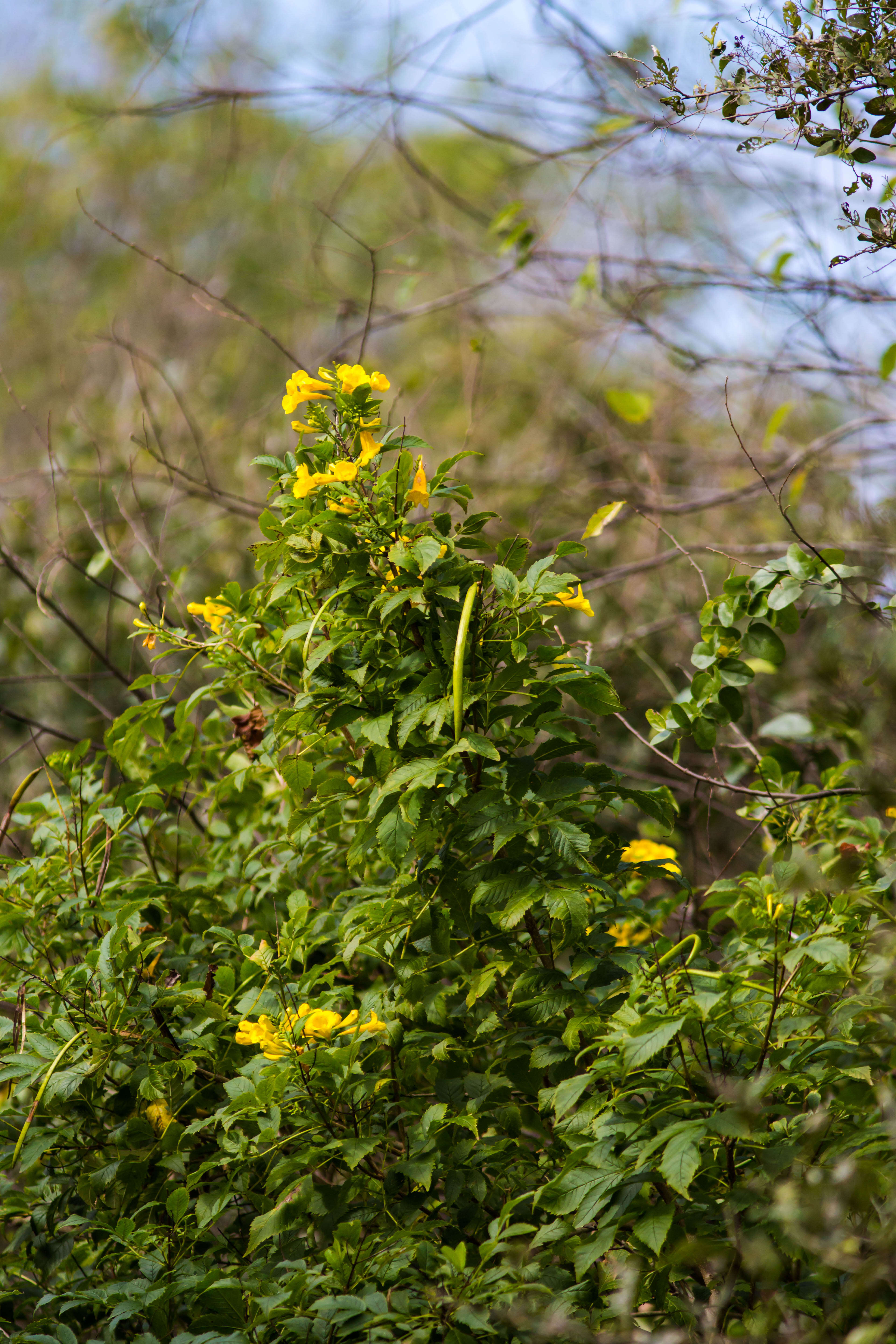 Image of Yellow bells