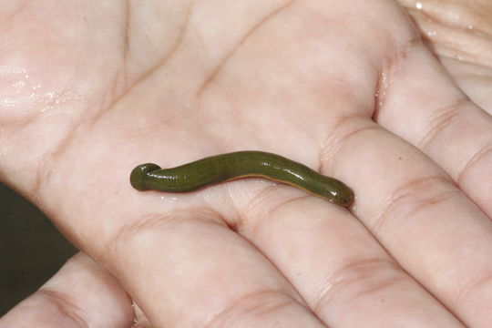 Image of <i>Limnobdella olivacea</i> Caballero 1933