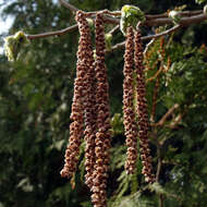 Image of Turkish Hazel