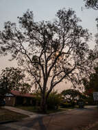 Image of cabbage gum